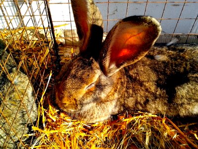 Bunny cage rodent