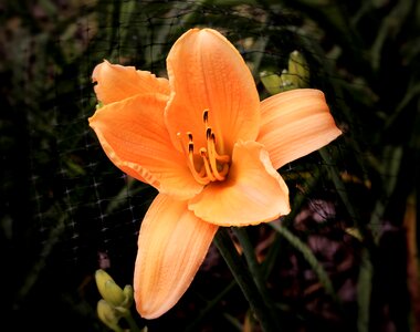 Hemerocallis blossom perennial photo