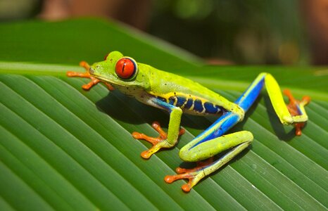 Amphibian nature green