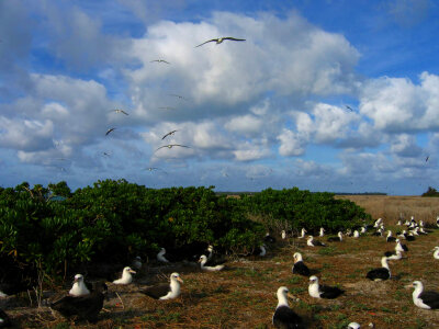 Albatross Nesting at Midway Atoll National Wildlife Refuge photo