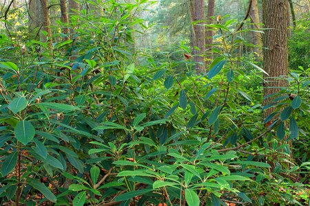 Bark branch climate