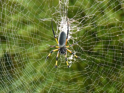 Animal arthropod beautiful image photo