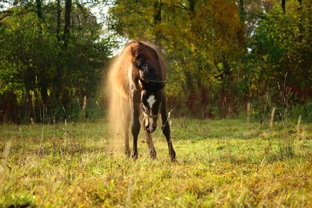 Pasture autumn rolling