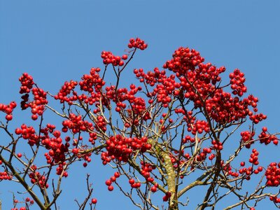 Tree berry red leather leaf weißdorn