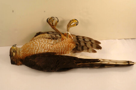 Accipiter cooperii