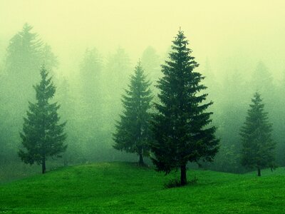 Trees wood environment
