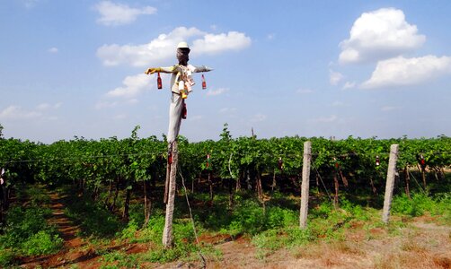 Agriculture farming karnataka photo