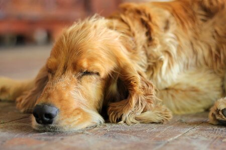 Cocker Spaniel sleep dream