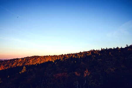 Dusk forest landscape