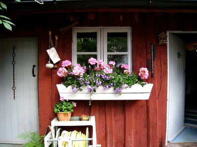 The bloom box window flowers photo