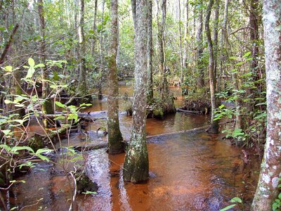 Forest marsh 