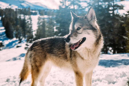 Siberian Husky Dog Winter Portrait photo