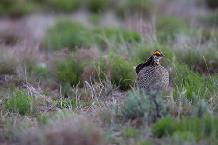Lesser Prairie-Chicken-1