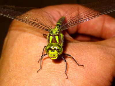 Hand insect demoiselle