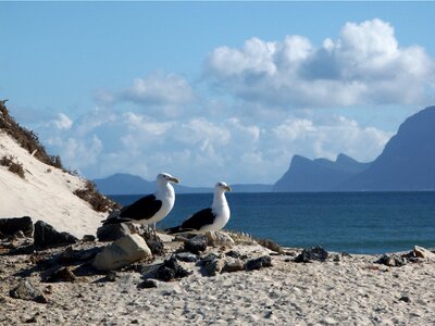 Sea birds south africa sea bay photo
