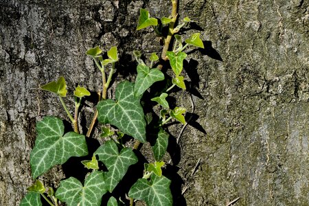 Forest tree leaves