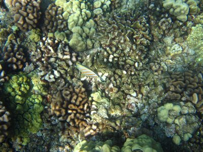 Reef sea marine photo