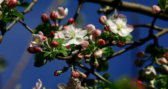 Blossom bloom petal