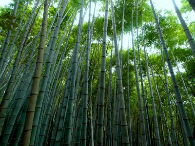 Bamboo forest bamboo green photo