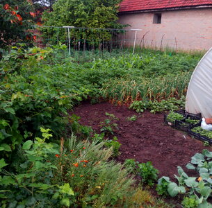 Backyard garden gardening