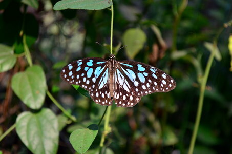 Blue Tiger Butterfly Open