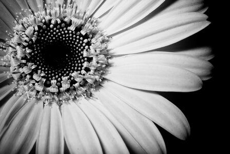 Macro floral plant photo