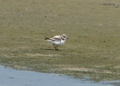 Adult bird Charadrius melodus