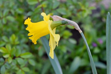 Daffodil spring narcissus