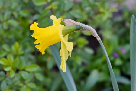 Daffodil spring narcissus photo