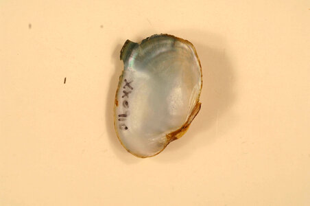 Epioblasma capsaeformis (inside)