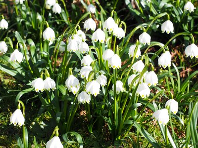 Spring flower fruehlingsknotenblume bloom photo