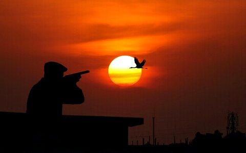 Hunting bird at sunset