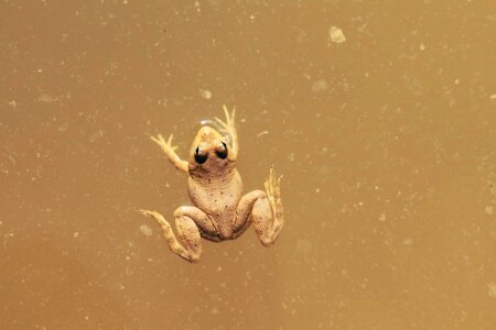 Amphibian animal daylight