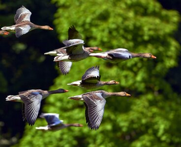 Animals bird duck photo