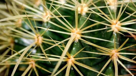 Prickly nature cactus greenhouse photo