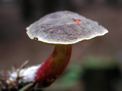 Agaric plant 