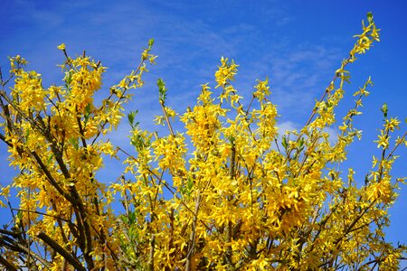 Gold lilac flowers bush photo