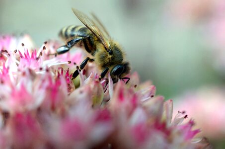 Bee flower honey