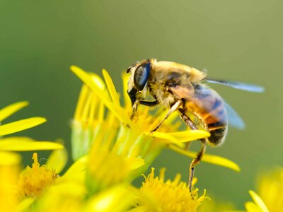 Animal arthropod beautiful flowers