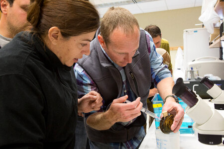 Biologists learn how to grow freshwater mussels-2