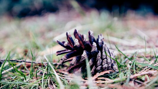 Nature forest cone photo