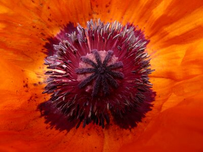 Bloom flower medicinal plant