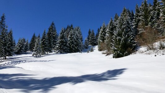 Forest trees sun photo