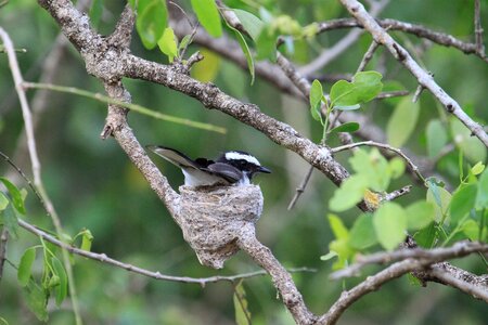 Pied flycatcher tree branch photo