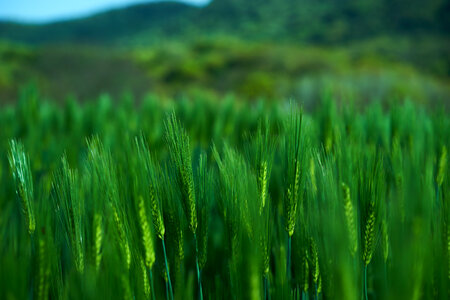 Green Young Wheat Field photo