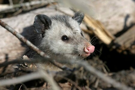 Opossum animals fauna photo