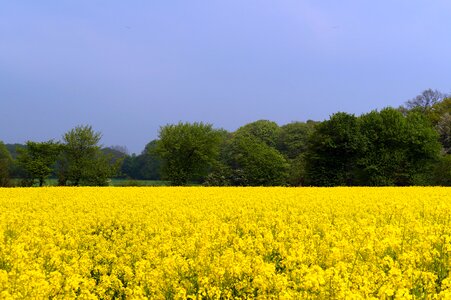 Crop blossom bloom