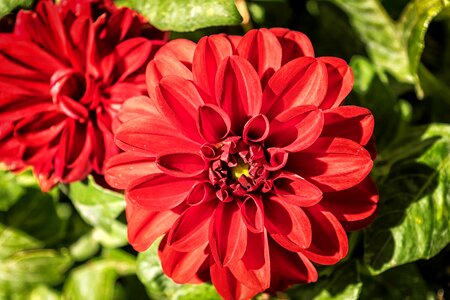 Beautiful beautiful flowers bloom