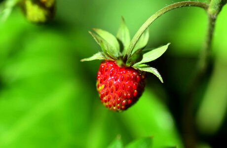 Berry delicious dessert