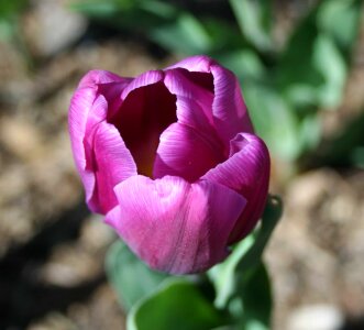 Beautiful beautiful flowers biology